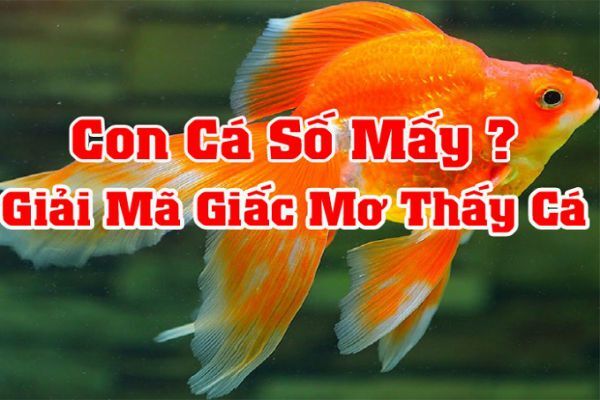 Nằm mơ thấy cá là điềm báo gì, lành hay dữ? Nên đánh con số nào?